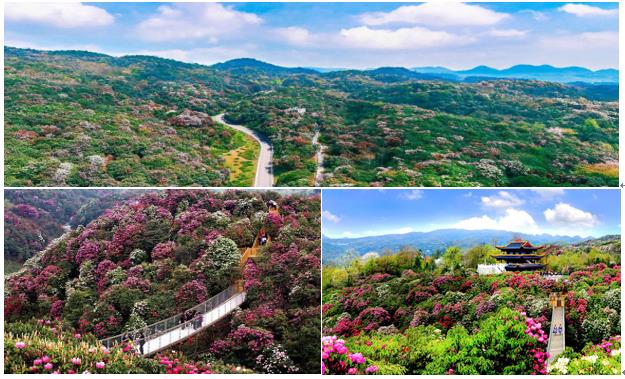 百里杜鵑(國家5A級旅游景區(qū))